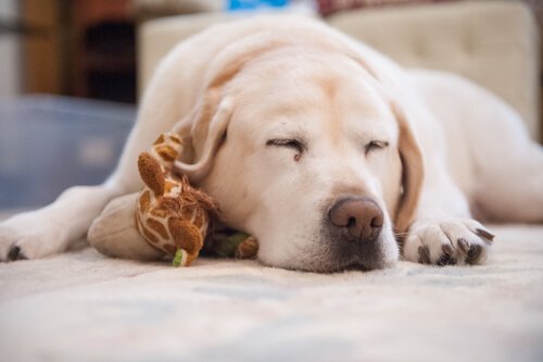 Schlaflosigkeit bei Hunden