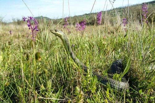 Schlange im Gras