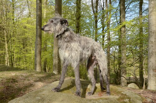 Schottischer Windhund im Wald