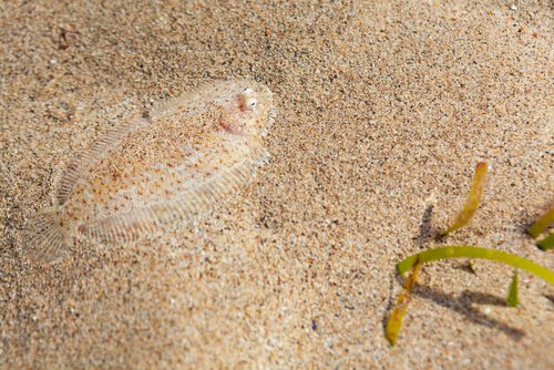 Plattfisch versteckt sich im Sand