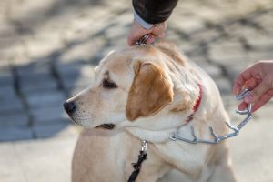 Mann macht Selbstversuch mit Strafhalsband für Hunde