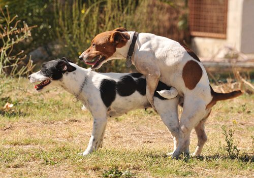 Sexualität bei Hunden: Paarung