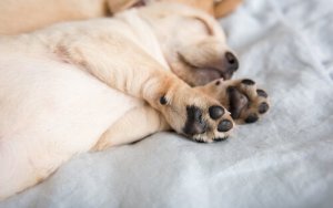 Hat der Sporn der Mastiffs eine Funktion?