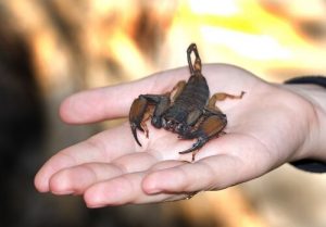 Wie verhält man sich nach dem Stich eines Skorpions?