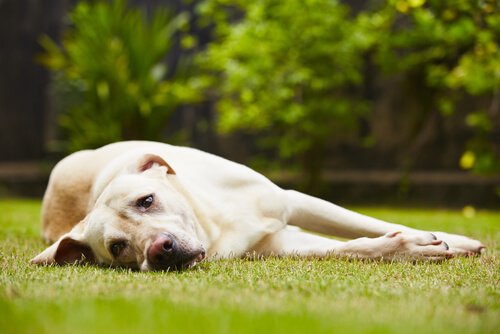 Ansteckende Tumore bei Hunden ist das möglich? Deine Tiere
