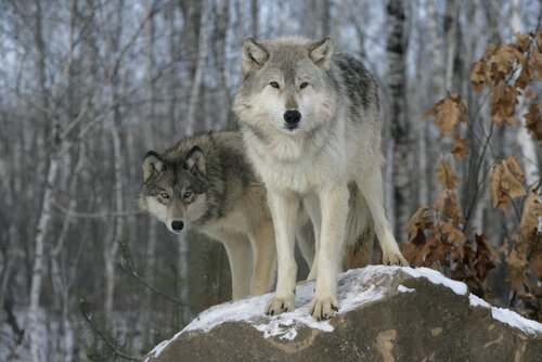 Taxonomie des Haushundes und der Wölfe