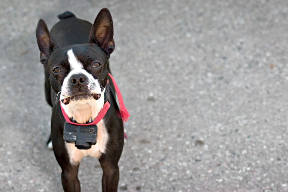 Hund mit Antibell-Halsband