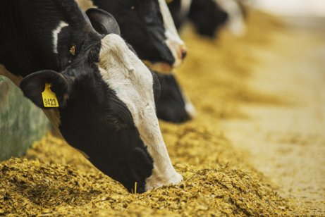 Die Universelle Erklärung der Tierrechte umfasst 14 Artikel