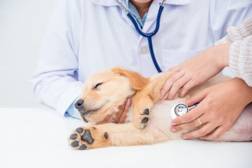 Wie ist die Untersuchung beim Tierarzt für dein Haustier?