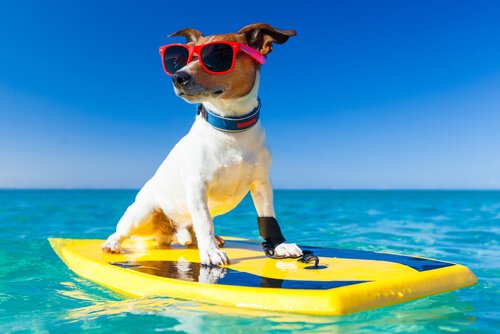 Urlaubsplanung mit deinem Hund