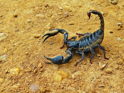 Verärgerter Skorpion