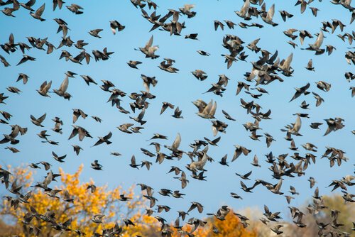Vogelschwarm