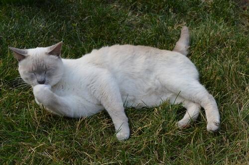 Wann sollte man Katzen baden?