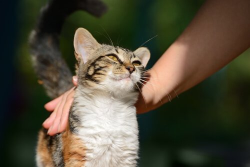 Was Bedeutet Es Wenn Katzen Schnurren