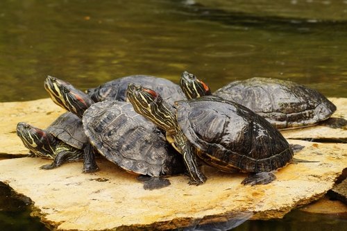 Wasserschildkröte als Haustier: Rotwangen-Schmuckschildkröte