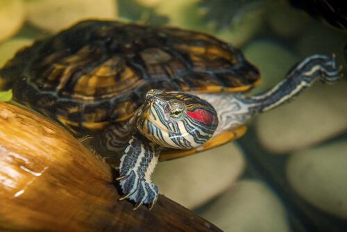 Wasserschildkröte als Haustier? Wissenswertes und Tipps