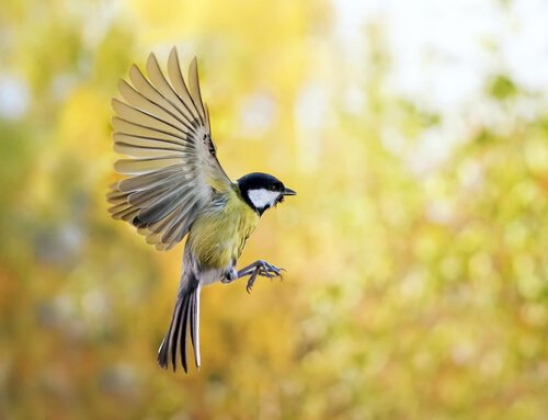 Vogel In Deinen Garten Locken So Schaffst Du Es Deine Tiere