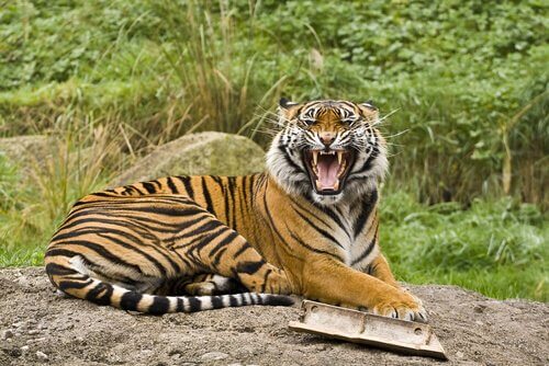 Die größten Katzen der Welt: 5 Unterarten des Tigers