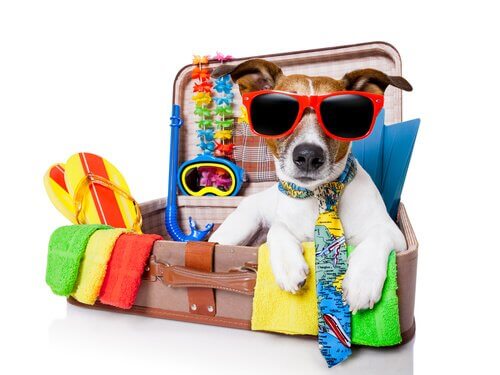 Bereite deinen Hund auf den Sommer vor