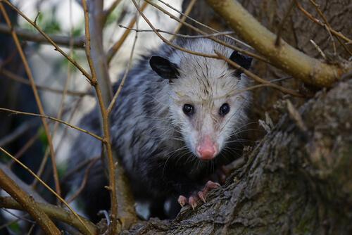 Wissenswertes über das Opossum - ein niedliches Beuteltier