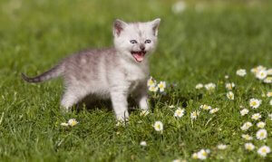 Alles über das Miauen der Katze