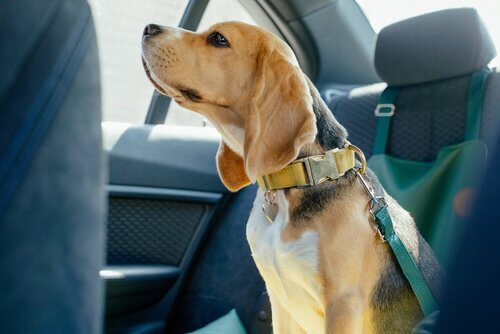 Hund sitzt angeschnallt und sicher im Auto