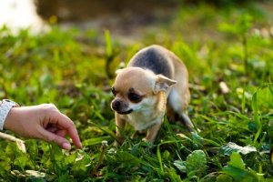 Annäherung an einen ängstlichen Hund: unsere Tipps