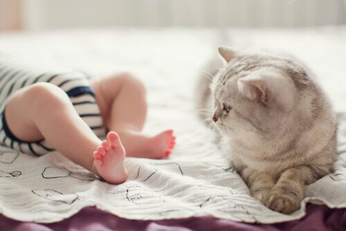 Baby und Katze verstehen sich