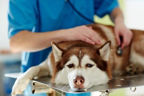 Behandlung von Hundestaupe