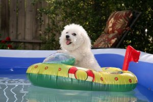 Vorbereitung auf den Sommer: alles Wichtige für den Hund!