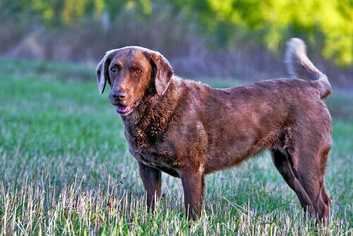 Chesapeake Retriever