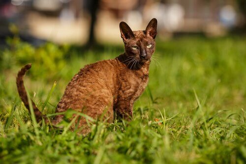 Cornish Rex Katze