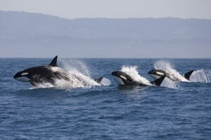 Daher wissen Delfine, wann die Orcas jagen