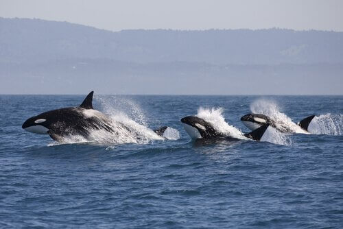 Daher wissen Delfine, wann die Orcas jagen