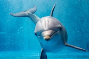 Delfine >> fast menschliches Verhalten?