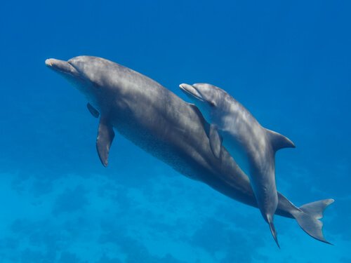 Delfine flüchten, wenn die Orcas jagen