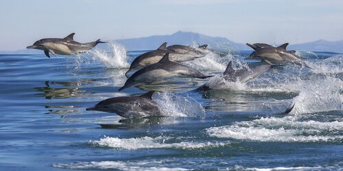 Delfine jagen in der Gruppe