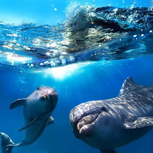 Delfine spielen miteinander