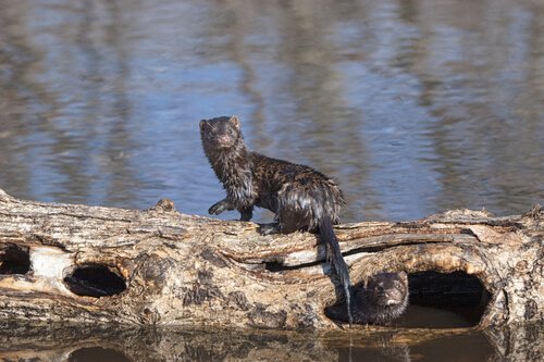 Ein Nerz in der Natur