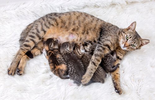 Die Wichtigkeit der Geburtenkontrolle bei Katzen