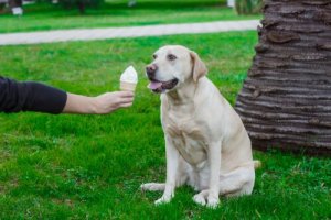 Hausgemachtes Eis für Hunde: 3 leckere Rezepte
