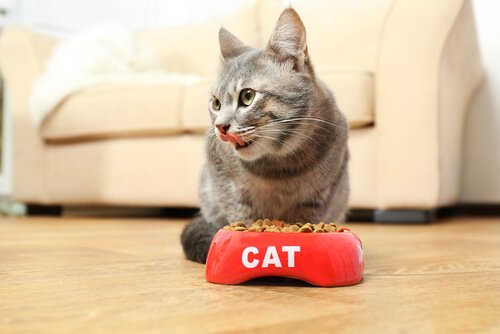 Ernährung einer Katze
