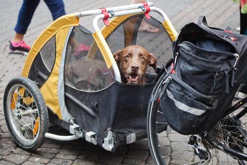 Fahrradanhänger für Hunde können zur Entlastung dienen.
