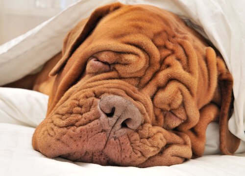 Faltiger Hund