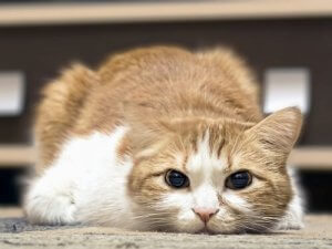 Wie kann man Fieber bei Katzen feststellen?