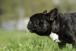 warum Hunde Gras fressen