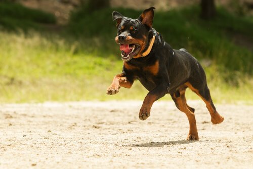 Ist eine Hundehaftpflichtversicherung notwendig?