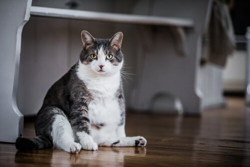 Geburtenkontrolle bei Katzen: Übergewicht wegen Sterilisation
