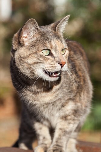 Der Geruchssinn der Katze