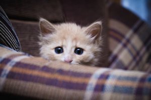 Brauchen Katzen Sozialisation?